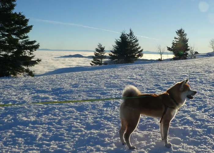 Apartmán La Resilience - *